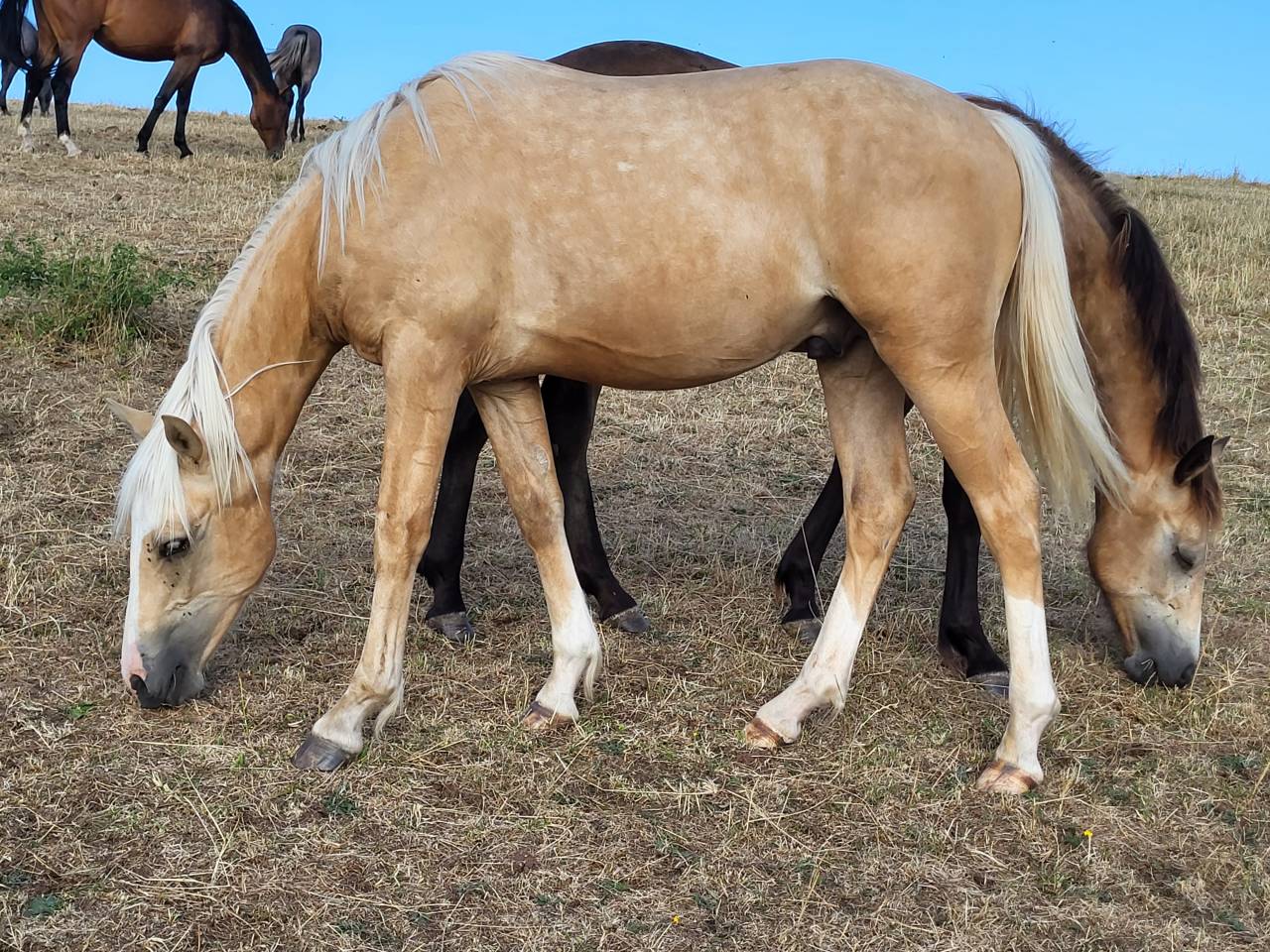 Caballo castrado PFS Poni Fran&ccedil;&eacute;s de Silla En venta 2022 Palomino por Vertigo de Ch&acirc;telain