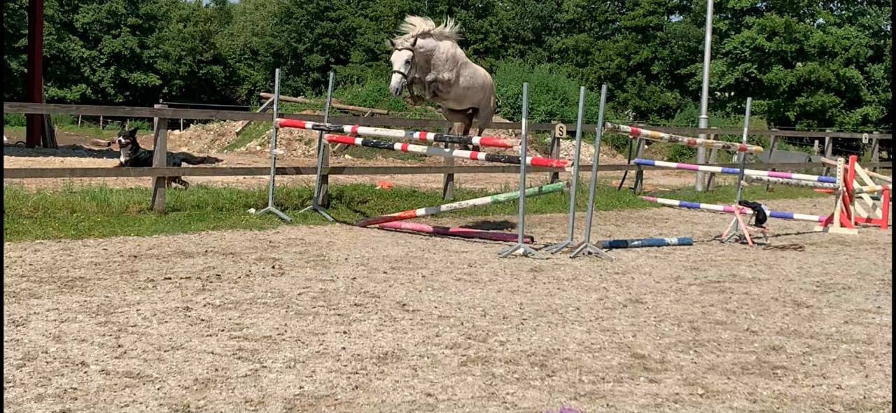 Caballo castrado PFS Poni Fran&ccedil;&eacute;s de Silla En venta 2022 Palomino por Vertigo de Ch&acirc;telain