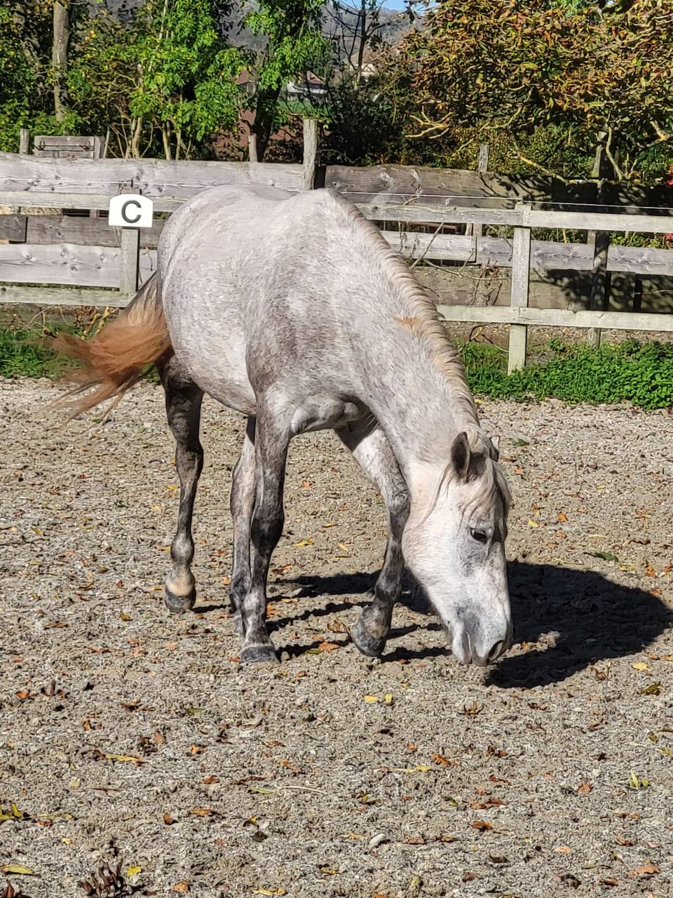 Caballo castrado PFS Poni Fran&ccedil;&eacute;s de Silla En venta 2022 Palomino por Vertigo de Ch&acirc;telain