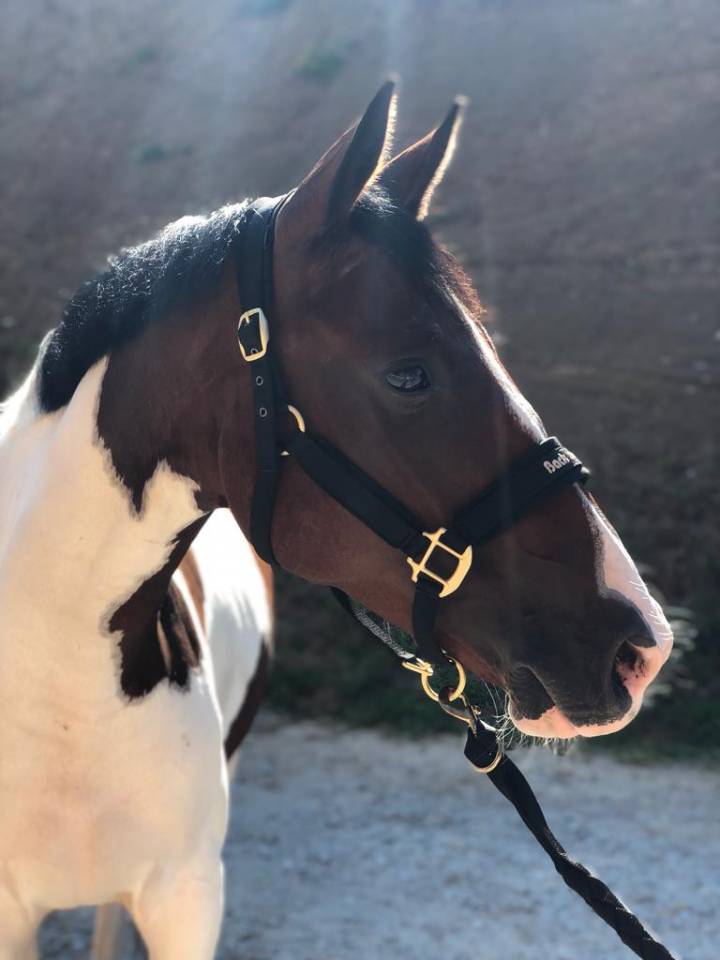 Yegua Silla Franc&eacute;s En venta 2019 P&iacute;o