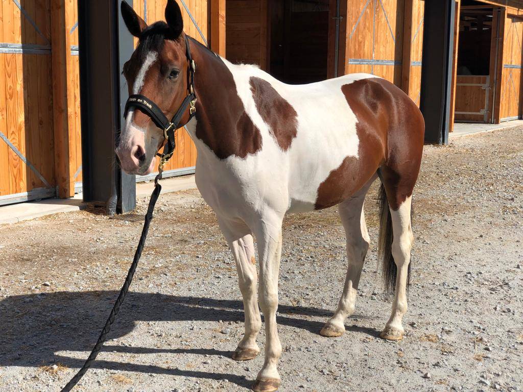 Yegua Silla Franc&eacute;s En venta 2019 P&iacute;o