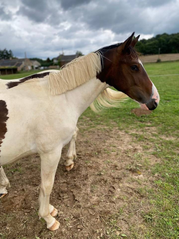 Potro Silla Franc&eacute;s En venta 2024 P&iacute;o