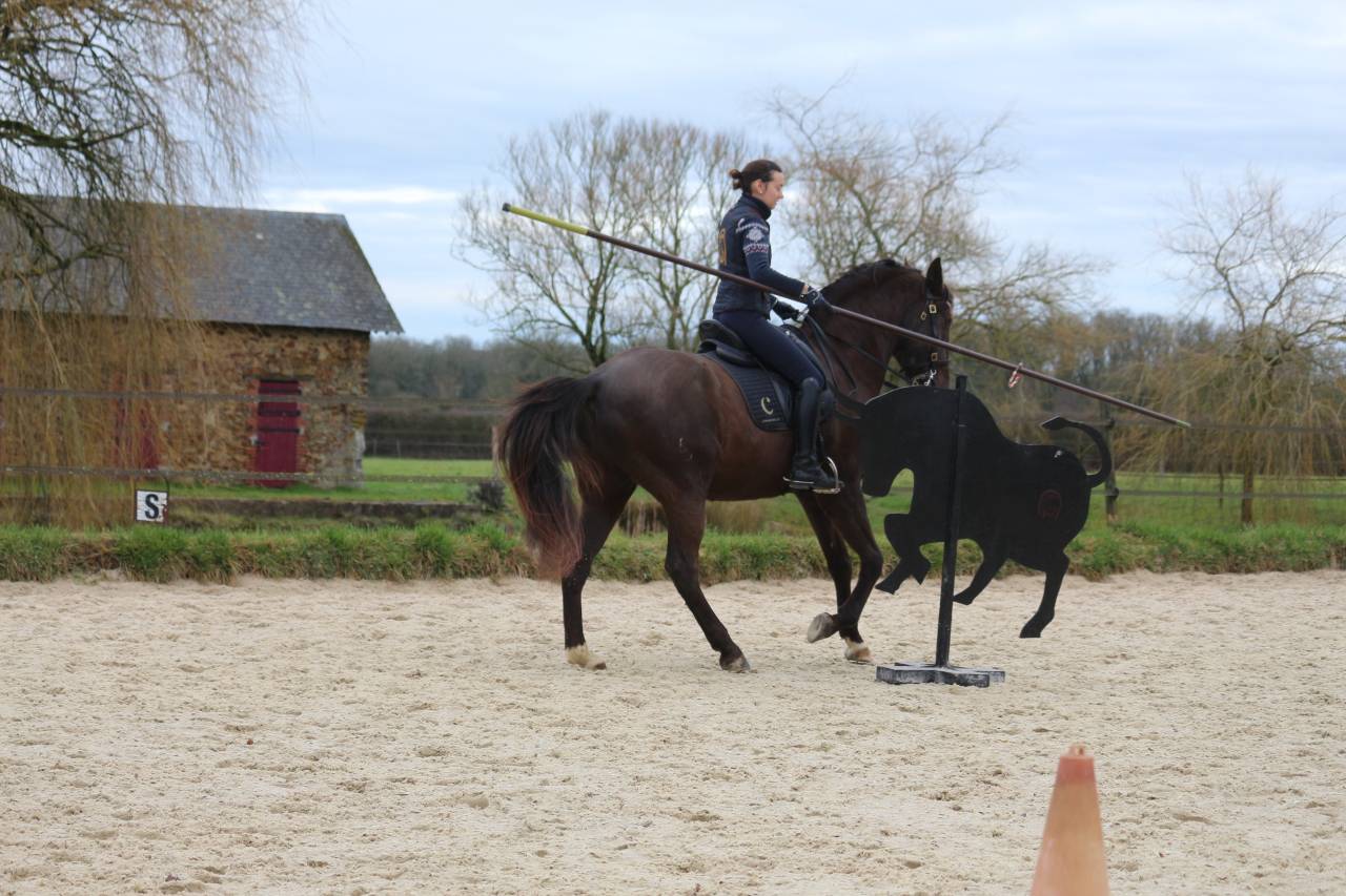 Caballo castrado Lusitano En venta 2011 Bayo moreno por zico