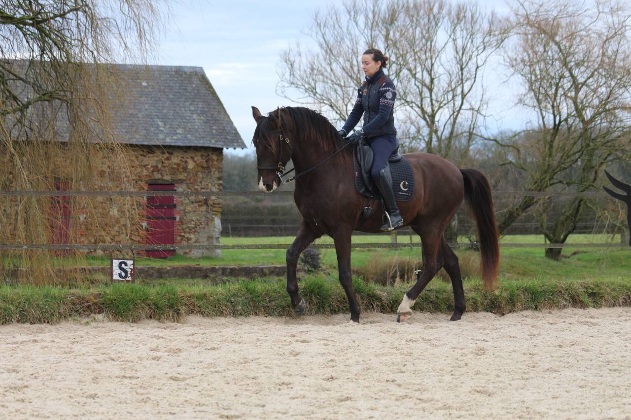 Caballo castrado Lusitano En venta 2011 Bayo moreno por zico