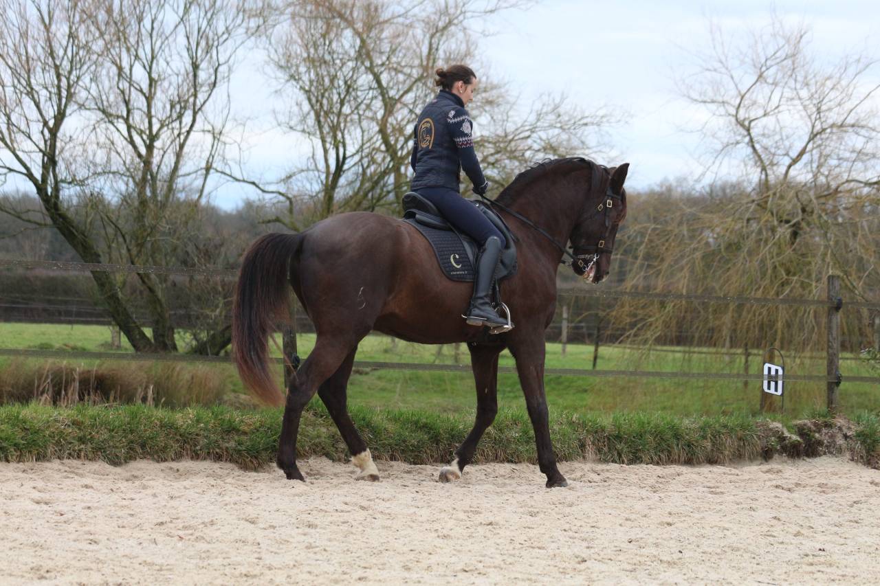 Caballo castrado Lusitano En venta 2011 Bayo moreno por zico