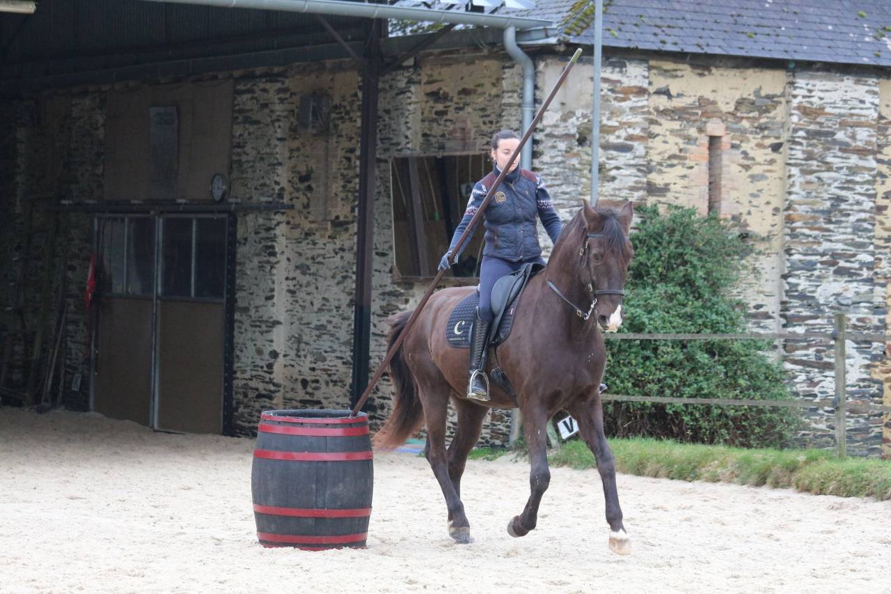 Caballo castrado Lusitano En venta 2011 Bayo moreno por zico