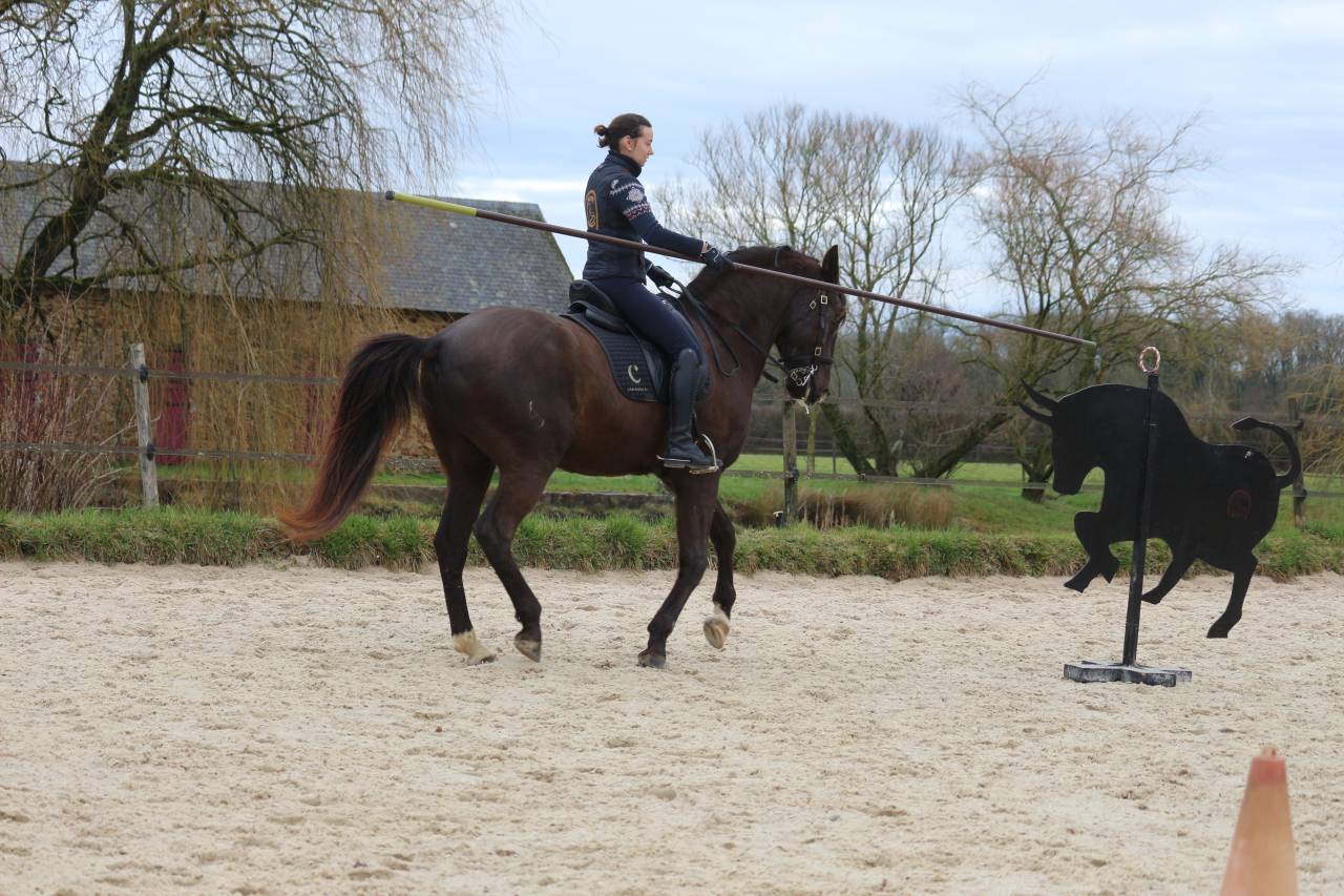 Caballo castrado Lusitano En venta 2011 Bayo moreno por zico