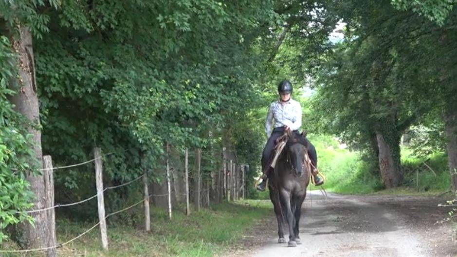 Yegua Quarter Horse En venta 2020 Grullo por JAZ GC DE PLATA