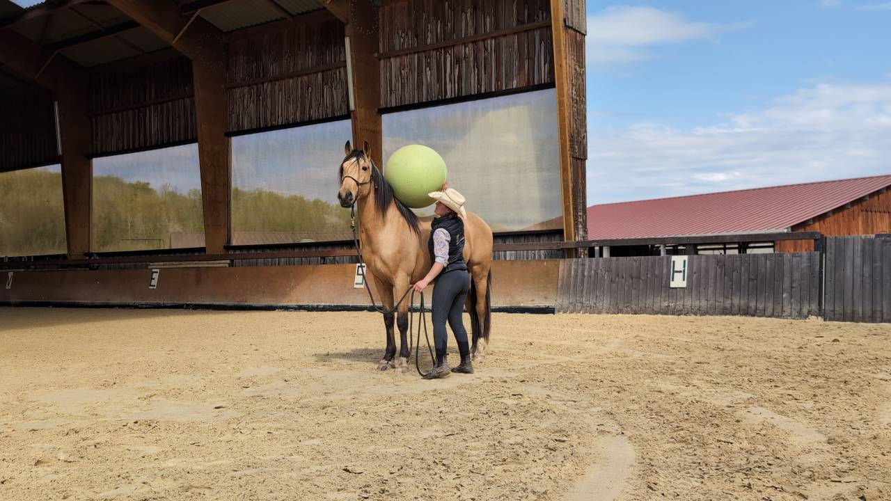Caballo castrado PRE Pura Raza Espa&ntilde;ola En venta 2021 Isabelo