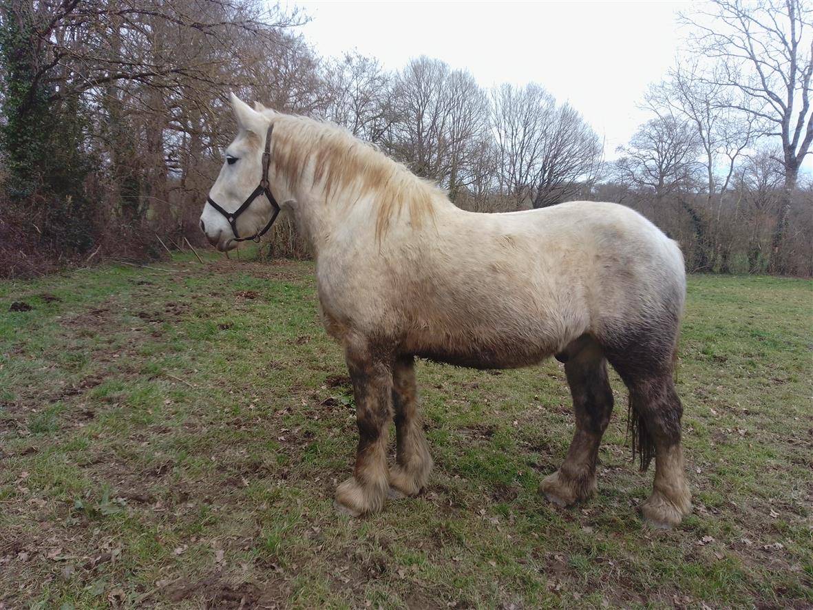 Caballo castrado Percheron En venta 2021 Tordo por drageur du caroi