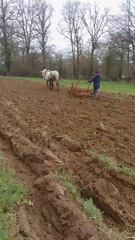 Caballo castrado Percheron En venta 2021 Tordo por drageur du caroi
