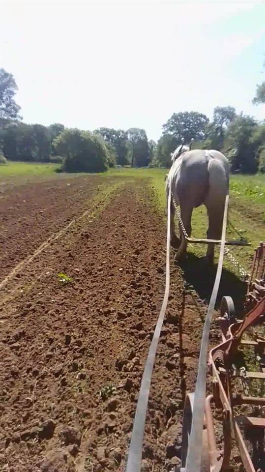 Caballo castrado Percheron En venta 2021 Tordo por drageur du caroi