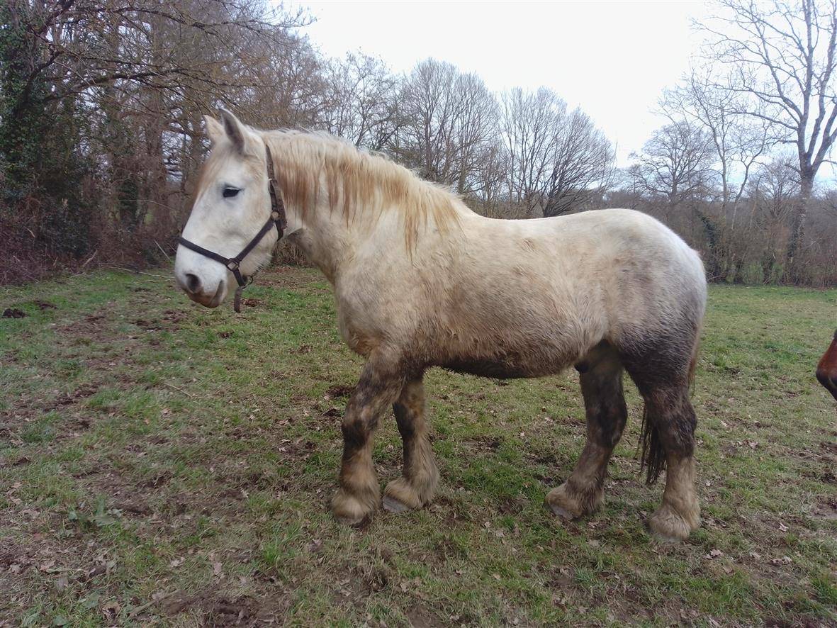 Caballo castrado Percheron En venta 2021 Tordo por drageur du caroi