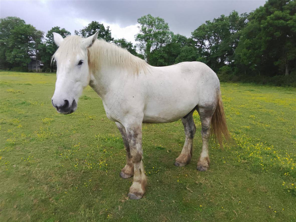 Caballo castrado Percheron En venta 2021 Tordo por drageur du caroi