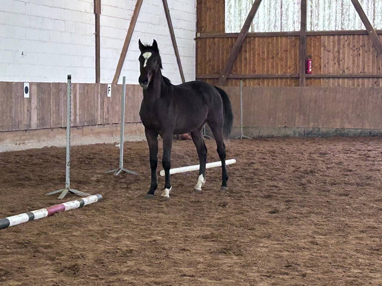 Potro Zangersheide En venta 2024 Bayo moreno