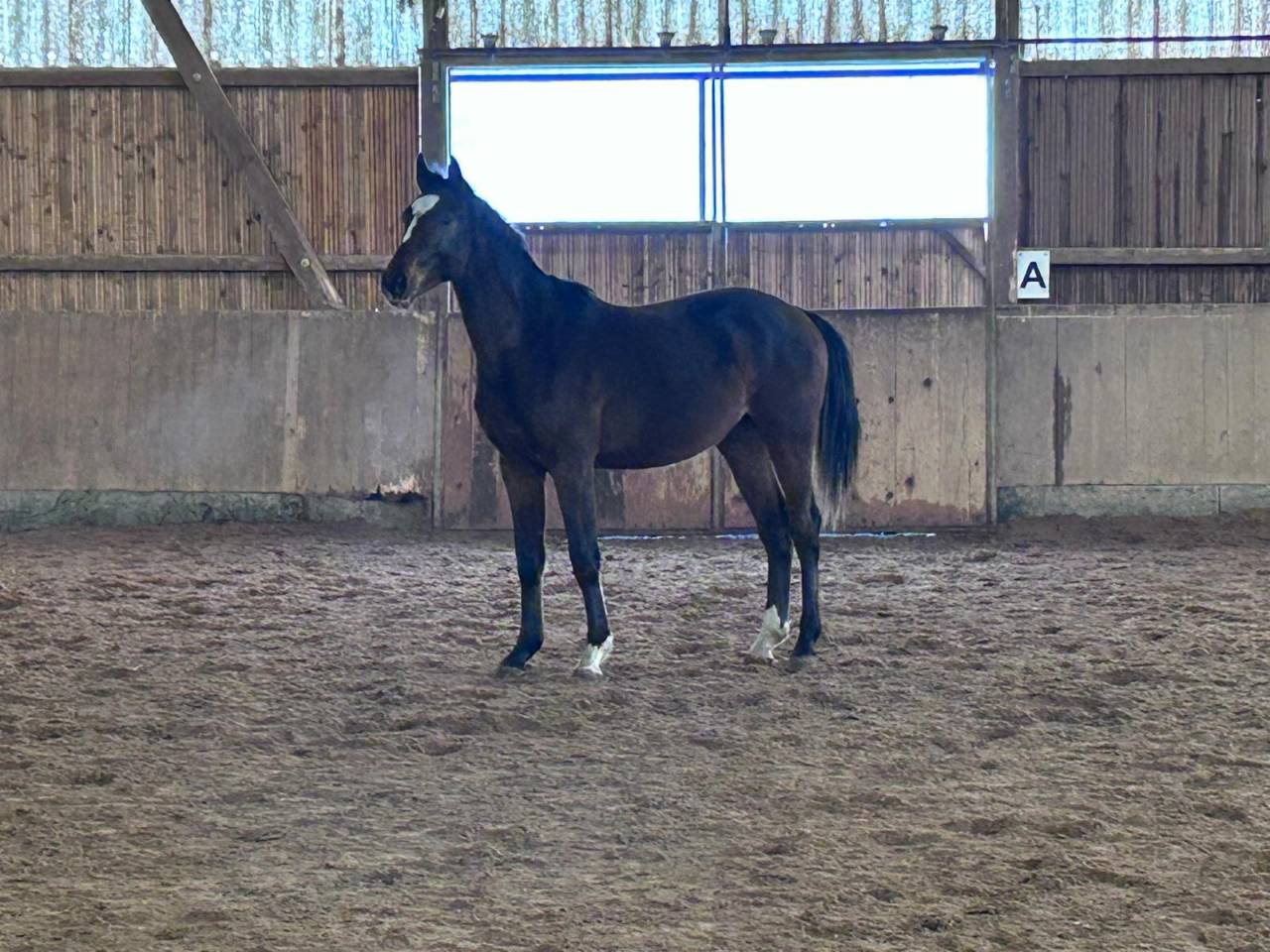 Potro Zangersheide En venta 2024 Bayo moreno