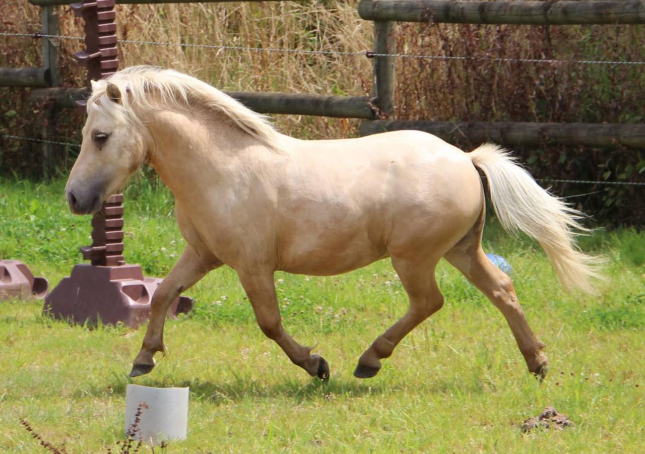 Caballo castrado Shetland En venta 2022 Palomino