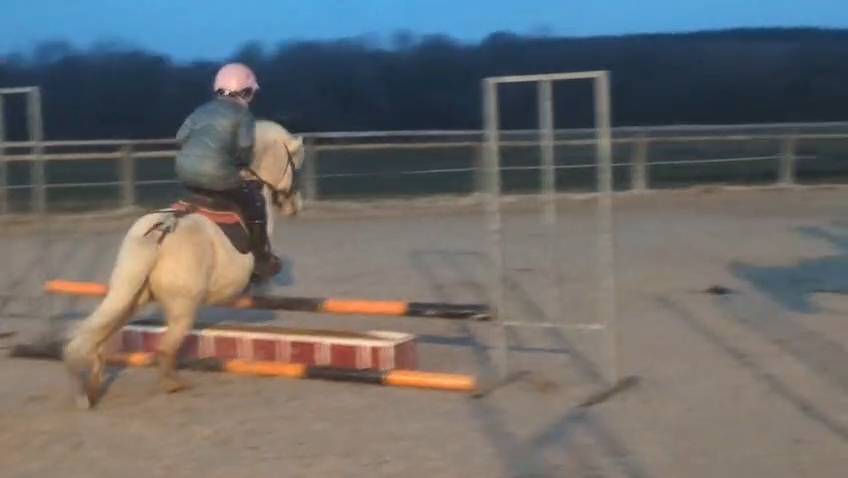 Caballo castrado Shetland En venta 2022 Palomino