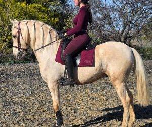 Caballo entero PRE Pura Raza Espa&ntilde;ola En venta 2016 Otra capa