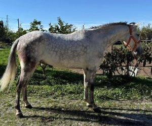 Caballo entero PRE Pura Raza Espa&ntilde;ola En venta 2016 Tordo
