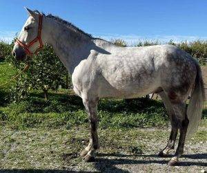 Caballo entero PRE Pura Raza Espa&ntilde;ola En venta 2016 Tordo