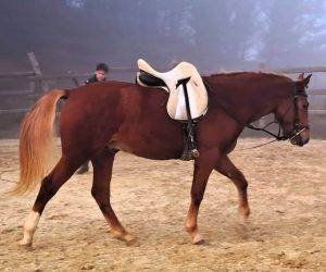 Caballo entero Origen No Constatado En venta 2023 Alaz&aacute;n