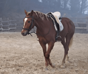 Caballo entero Origen No Constatado En venta 2023 Alaz&aacute;n