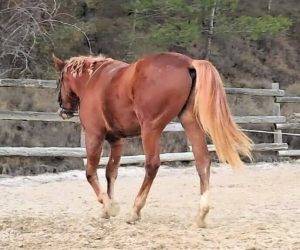 Caballo entero Origen No Constatado En venta 2023 Alaz&aacute;n