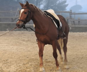 Caballo entero Origen No Constatado En venta 2023 Alaz&aacute;n