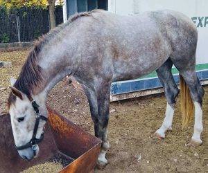 Caballo entero PRE Pura Raza Espa&ntilde;ola En venta 2023 Tordo