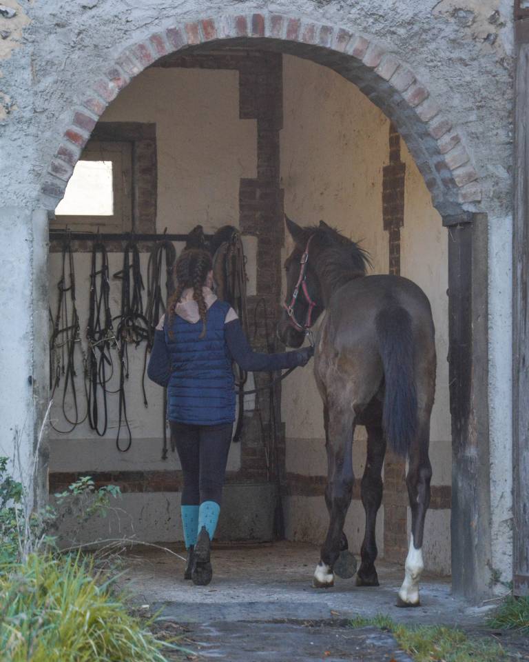 Caballo castrado Lusitano En venta 2024 Negro por Xeque-Mate RT