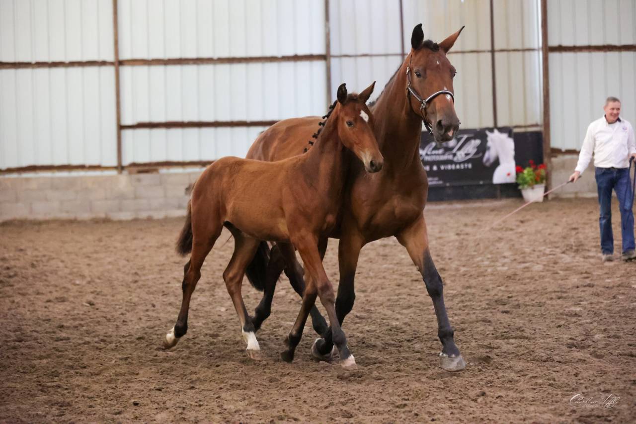 Potro Silla Franc&eacute;s En venta 2025 Bayo por Conte Bellini