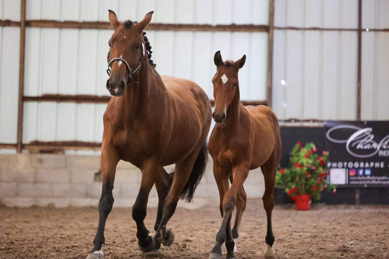 Potro Silla Franc&eacute;s En venta 2025 Bayo por Conte Bellini