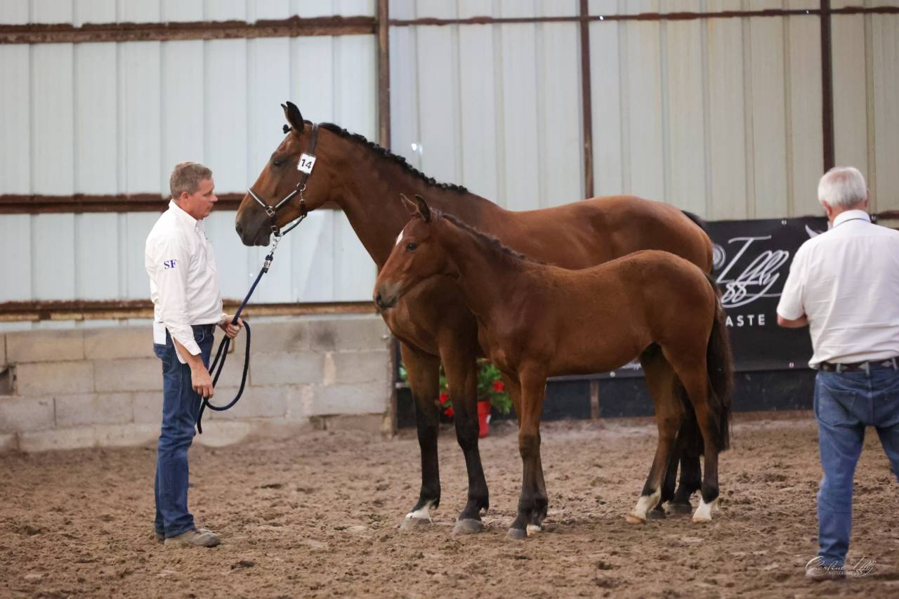 Potro Silla Franc&eacute;s En venta 2025 Bayo por Conte Bellini