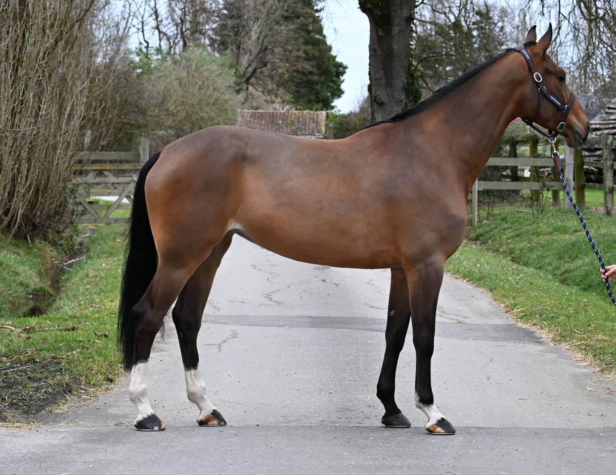 Yegua Origine Constat&eacute;e En venta 2020 Bayo por FAUT IL DES 7 VALLONS (BEL)