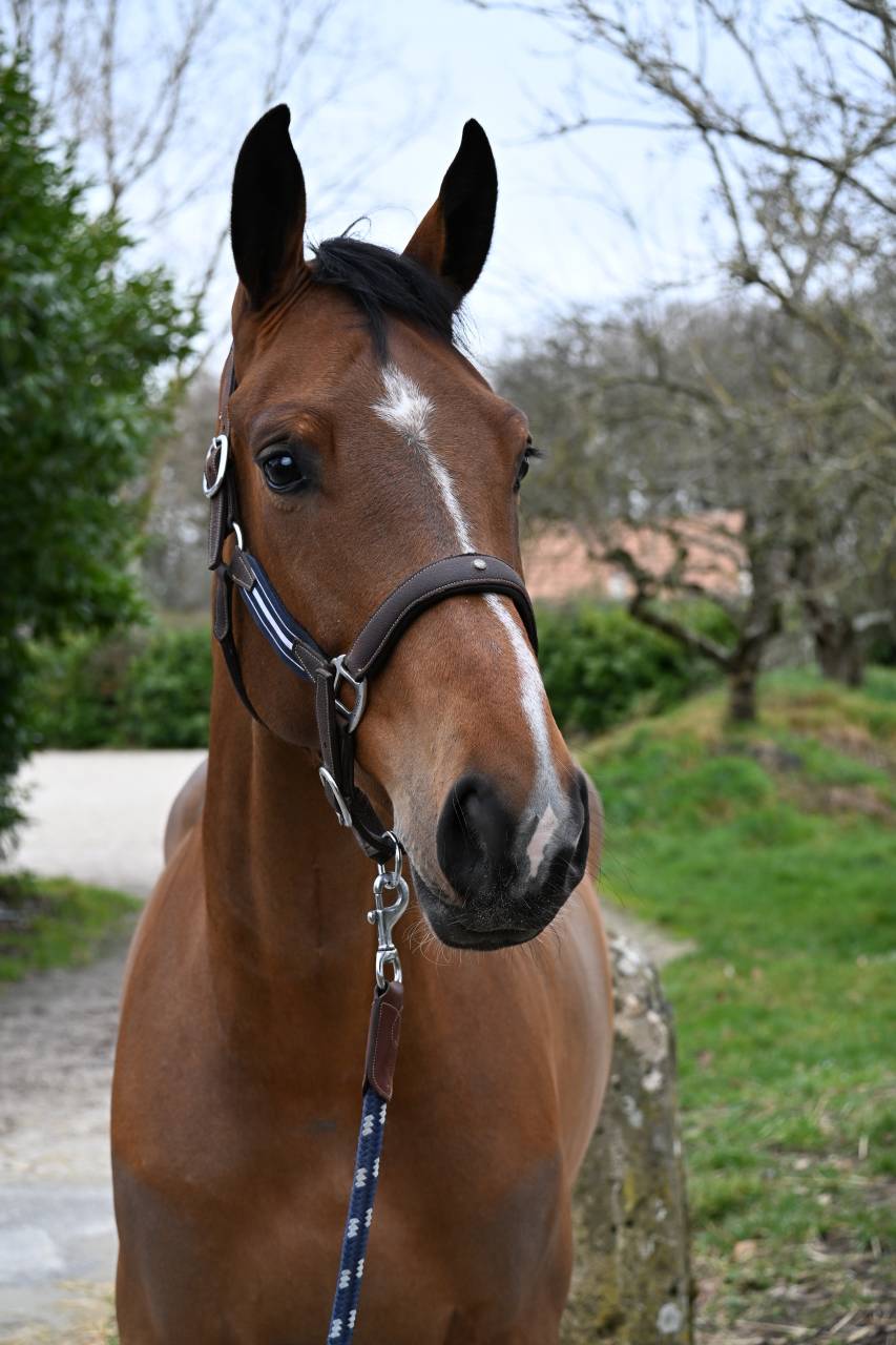 Yegua Origine Constat&eacute;e En venta 2020 Bayo por FAUT IL DES 7 VALLONS (BEL)