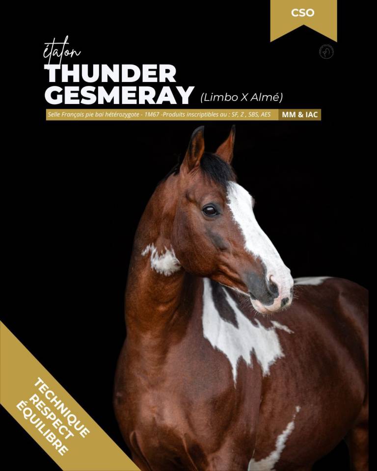 thunder gesmeray zeke don kichot pawnee  - Silla Franc&eacute;s 2010