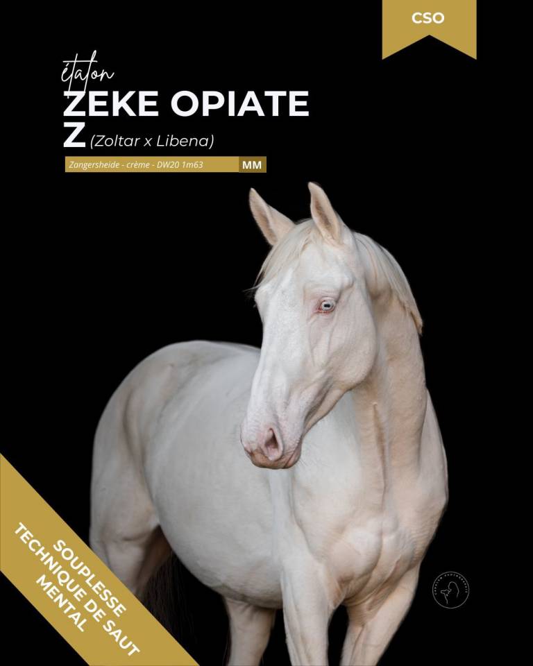 thunder gesmeray zeke don kichot pawnee  - Silla Franc&eacute;s 2010