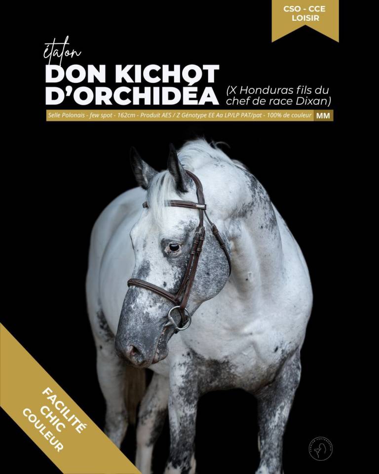 thunder gesmeray zeke don kichot pawnee  - Silla Franc&eacute;s 2010