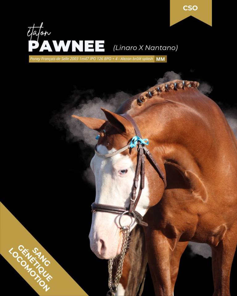 thunder gesmeray zeke don kichot pawnee  - Silla Franc&eacute;s 2010