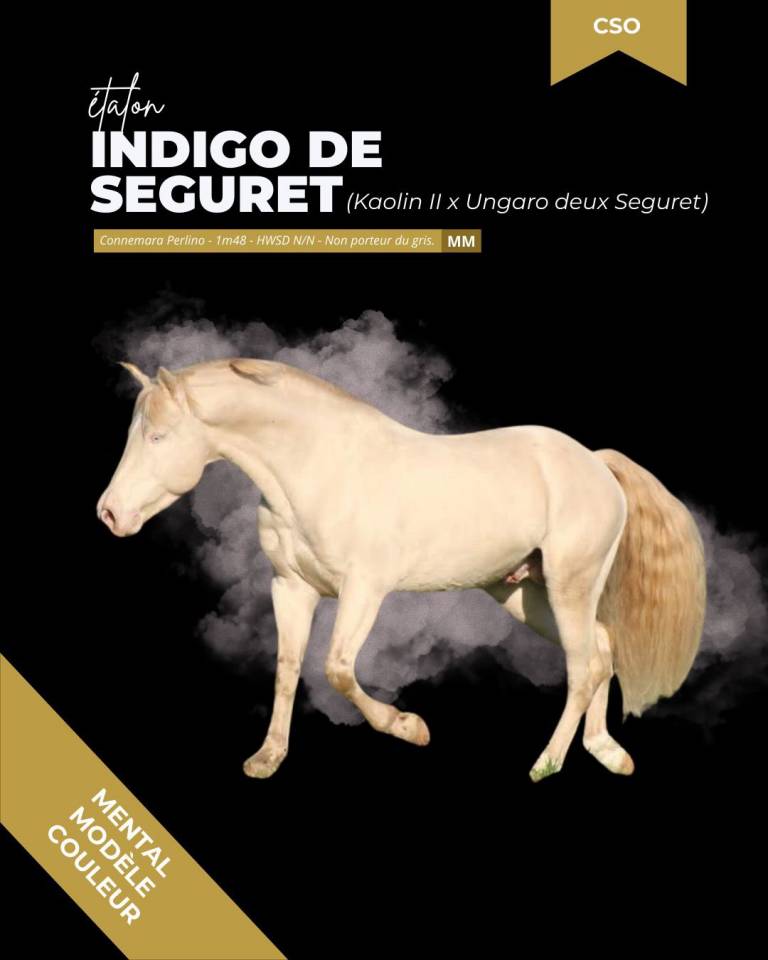 thunder gesmeray zeke don kichot pawnee  - Silla Franc&eacute;s 2010