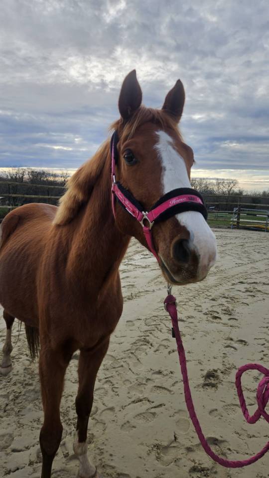 Caballo entero Silla Franc&eacute;s En venta 2022 Alaz&aacute;n