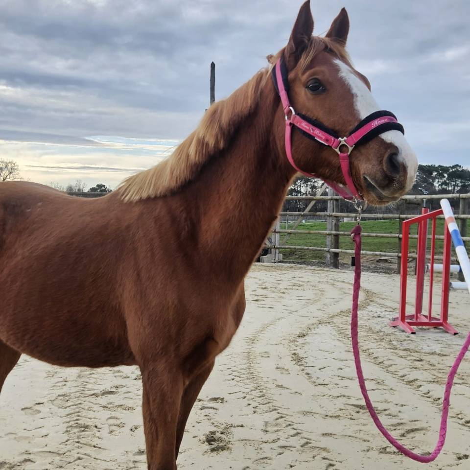 Caballo entero Silla Franc&eacute;s En venta 2022 Alaz&aacute;n