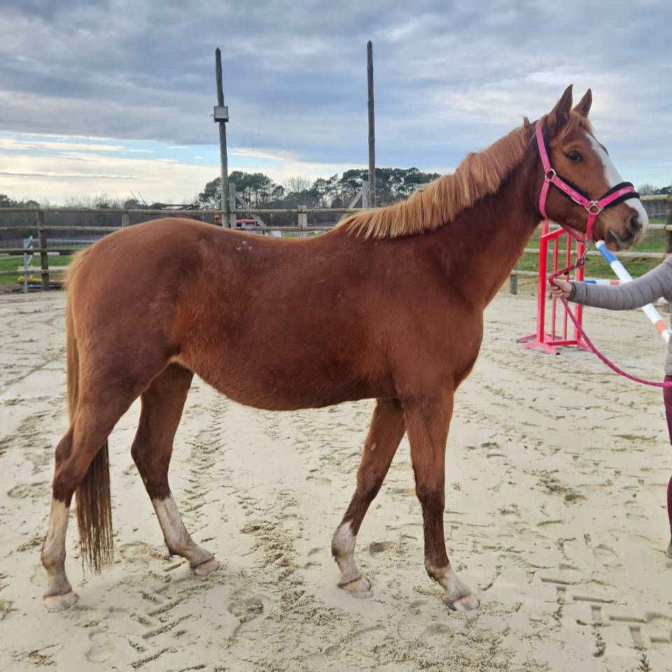 Caballo entero Silla Franc&eacute;s En venta 2022 Alaz&aacute;n