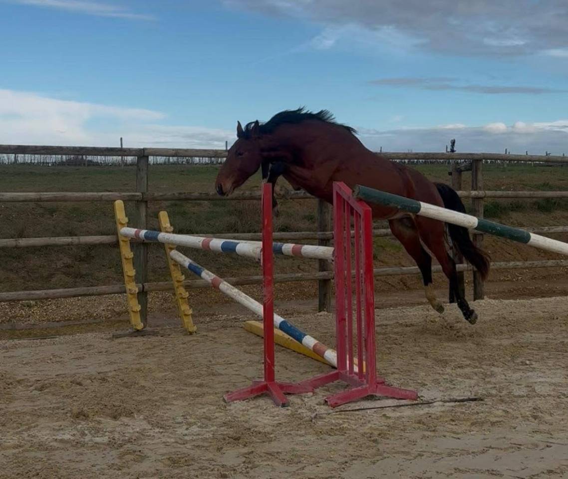 Caballo entero Silla Franc&eacute;s En venta 2023 Bayo