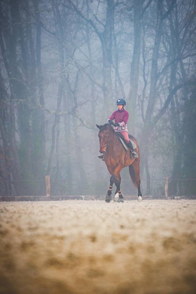 Caballo castrado Silla Franc&eacute;s En venta 2012 Bayo