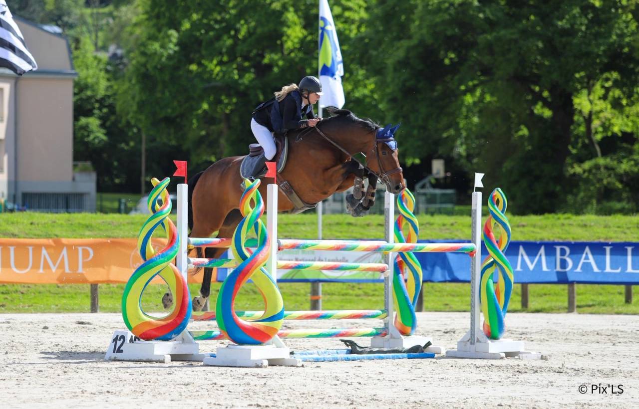 Caballo castrado Silla Franc&eacute;s En venta 2012 Bayo