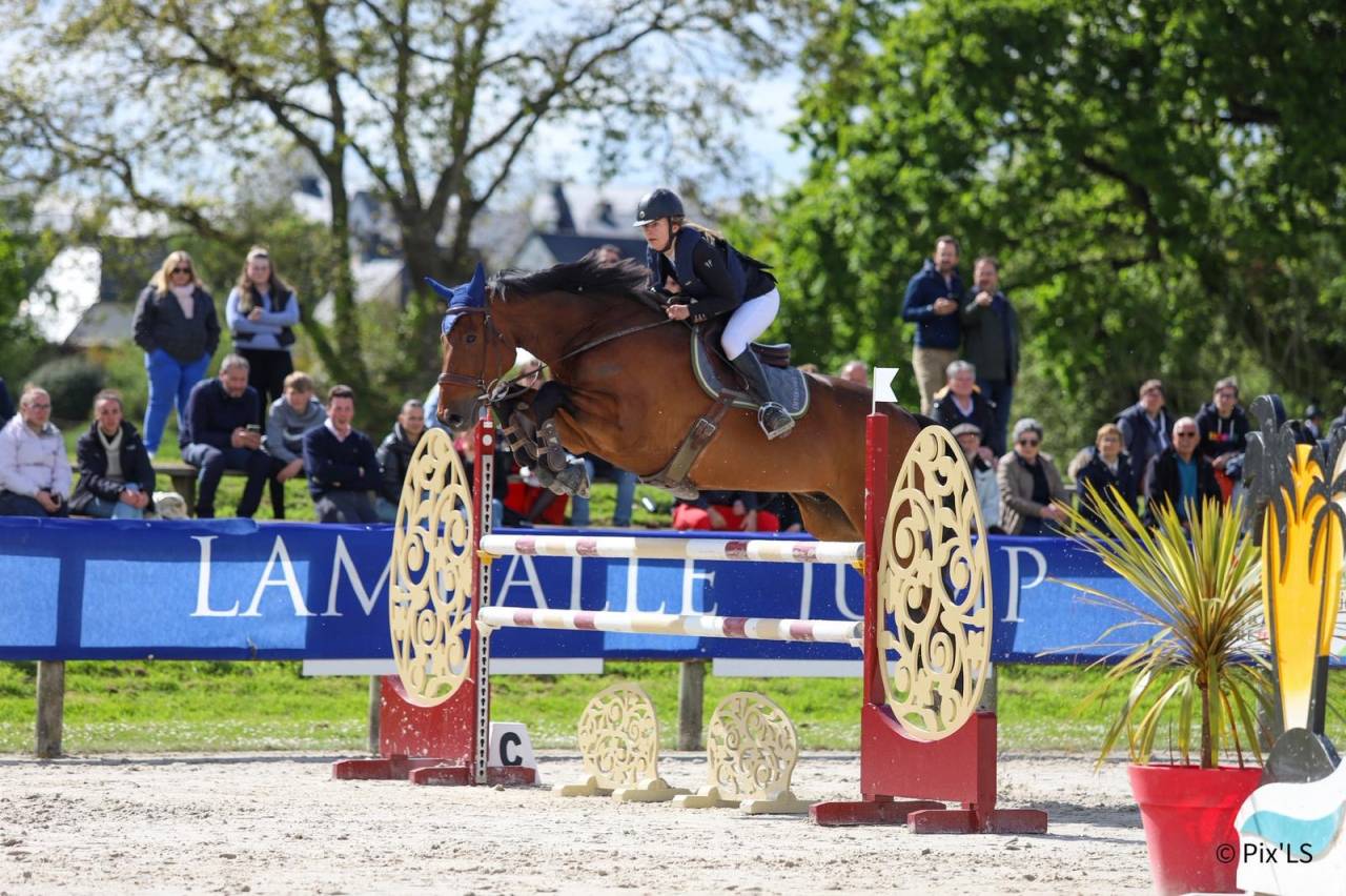 Caballo castrado Silla Franc&eacute;s En venta 2012 Bayo