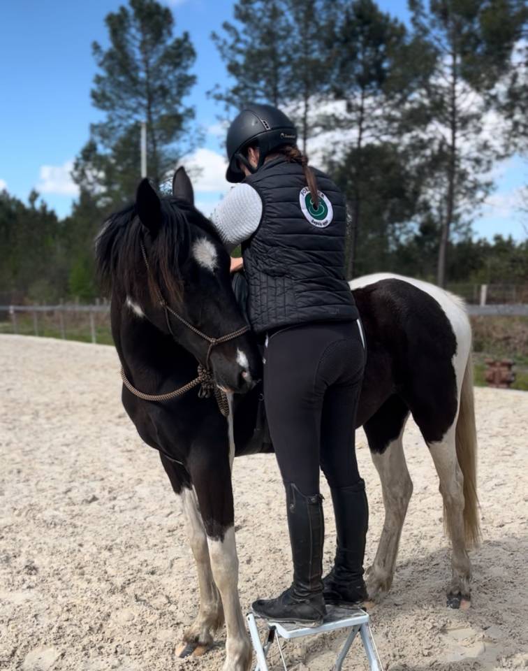 Yegua AES Anglo European Studbook En venta 2022 P&iacute;o