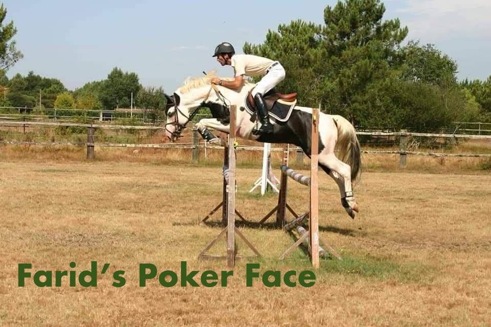 Yegua AES Anglo European Studbook En venta 2022 P&iacute;o